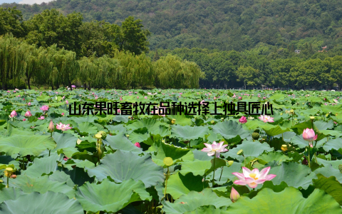 山东果旺畜牧在品种选择上独具匠心