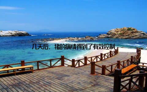 几天后, 猪的病情得到了有效控制