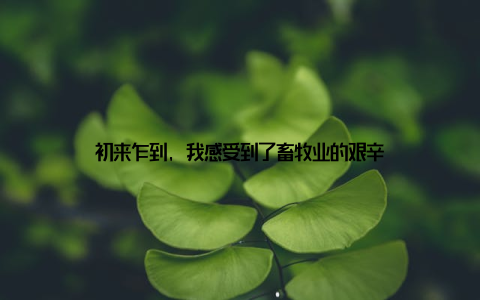初来乍到, 我感受到了畜牧业的艰辛