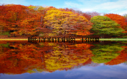 那些小羊羔们毛茸茸的, 十分可爱